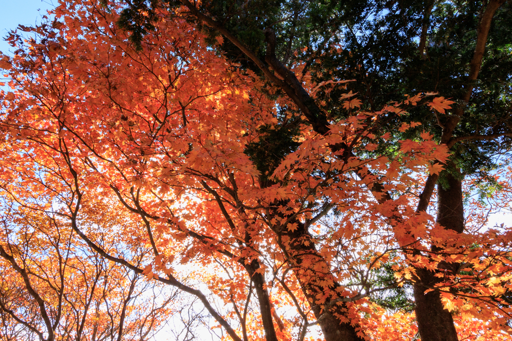 紅葉降る