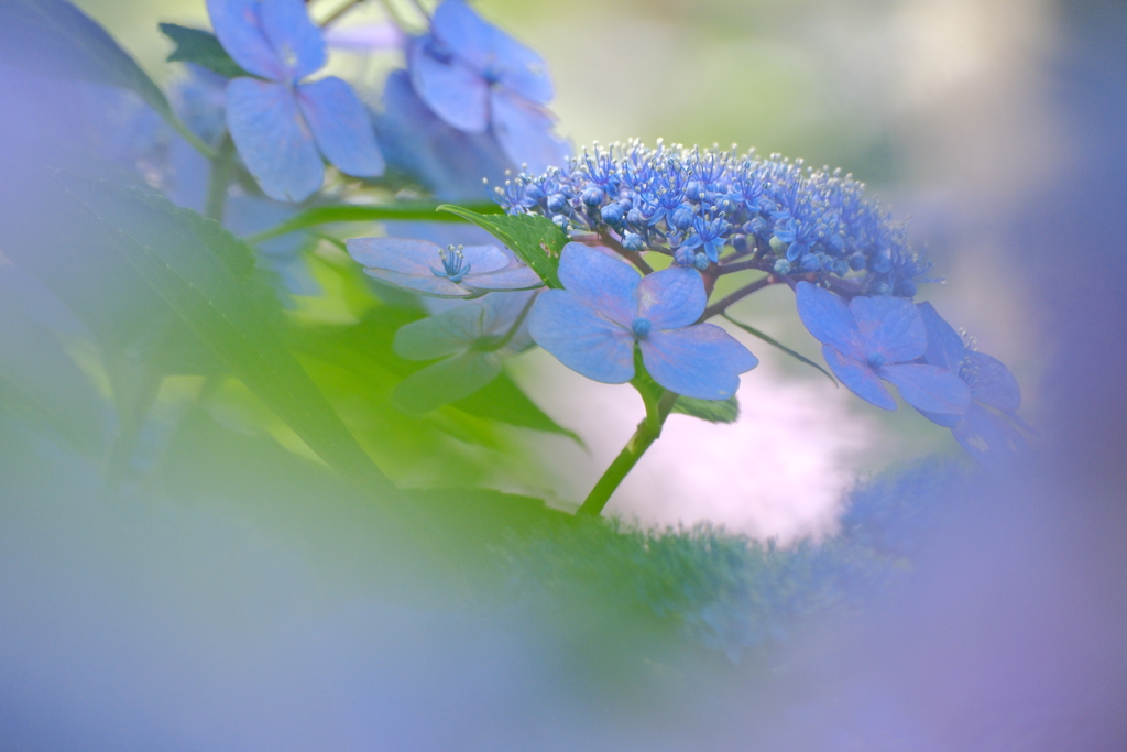 紫陽花
