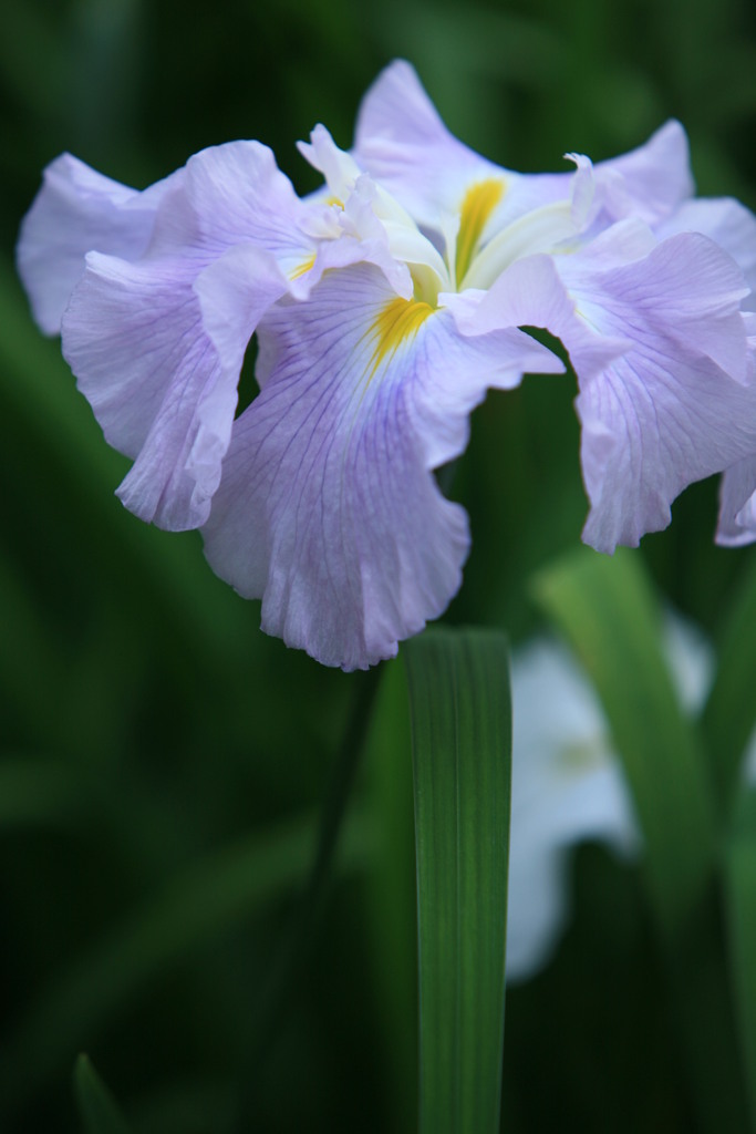 花菖蒲