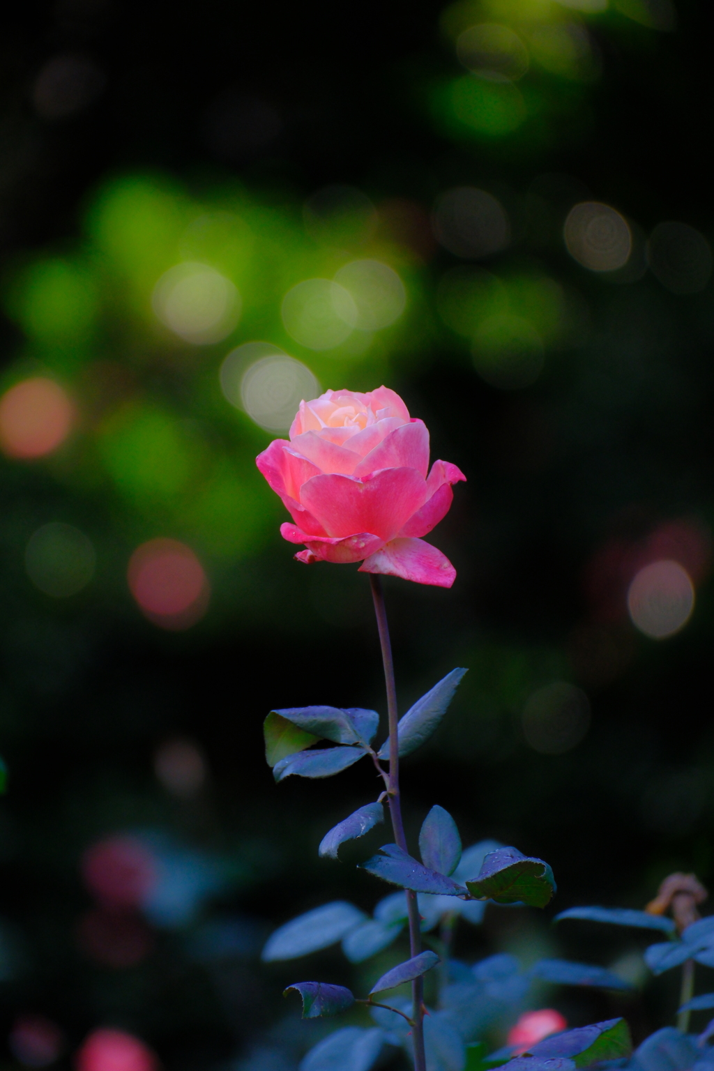 晩秋の薔薇