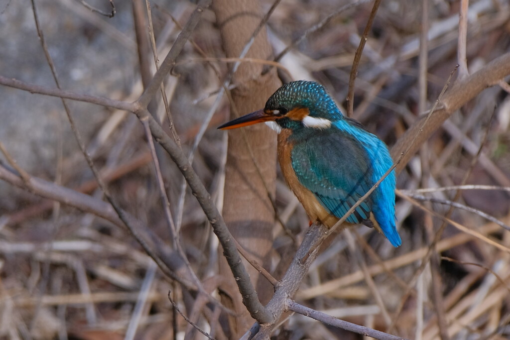 カワセミ