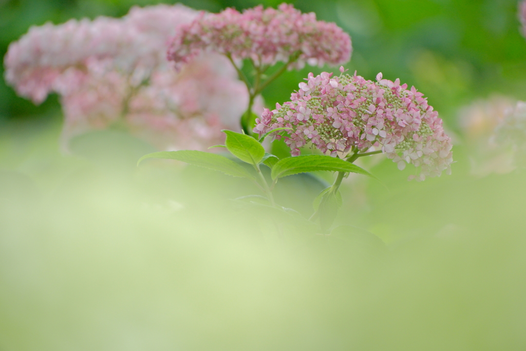 紫陽花