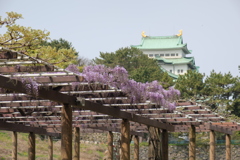 藤