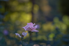 晩秋の薔薇