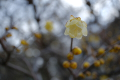 蝋梅