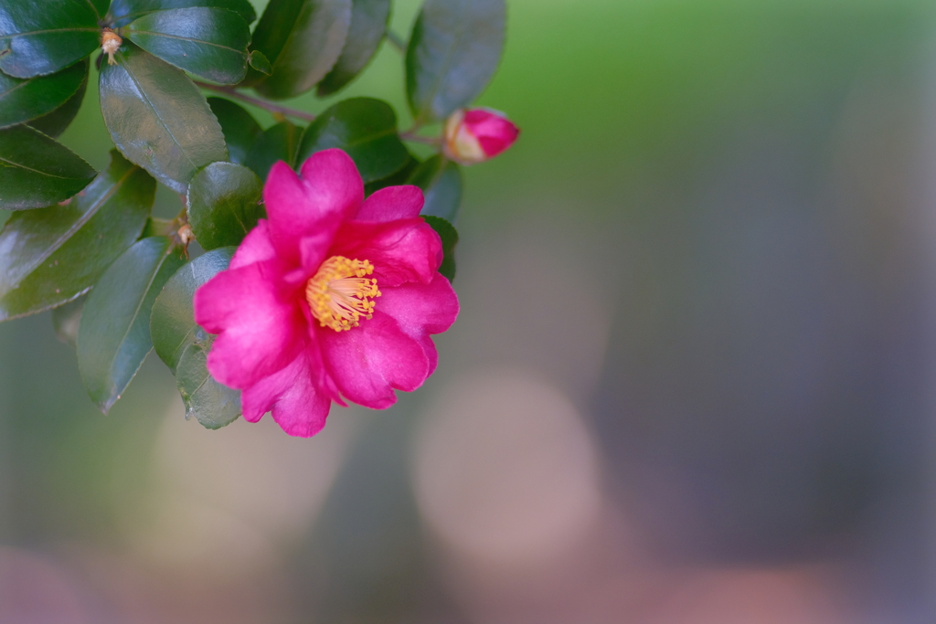 山茶花