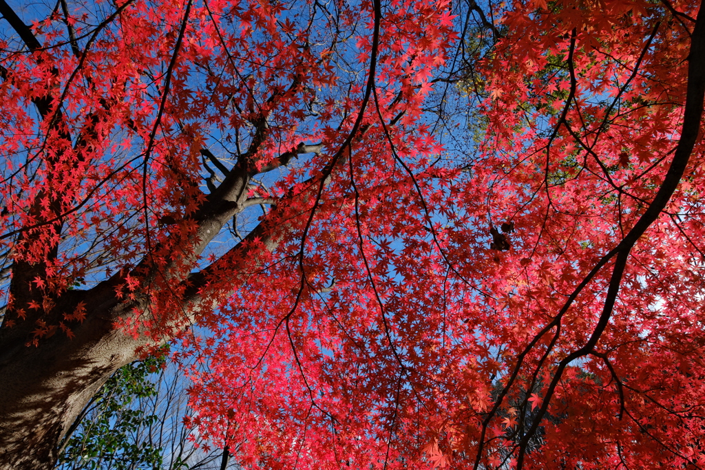 紅模様