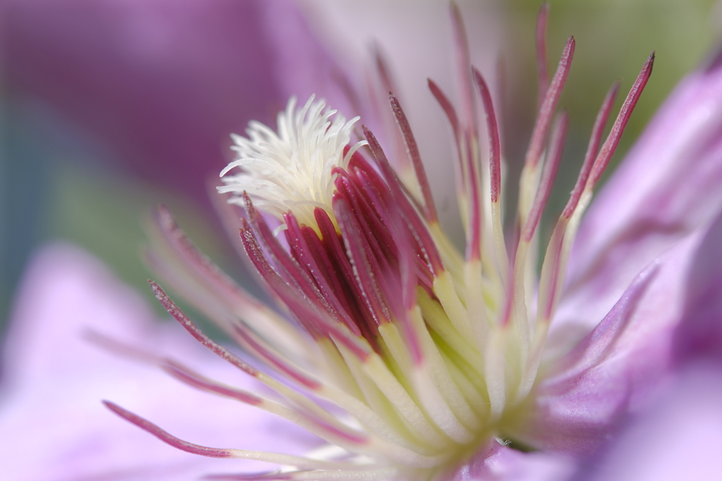 芯