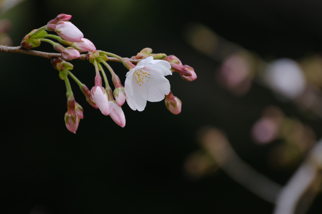 初桜