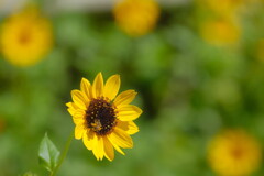 散歩道の花