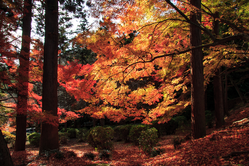 紅葉煌めく