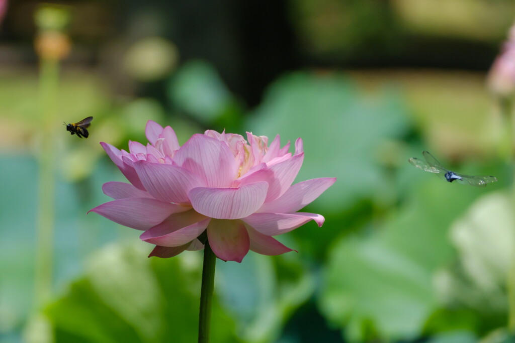 蓮池
