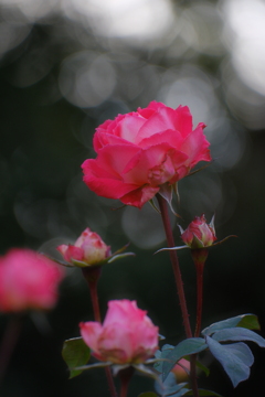 冬の薔薇