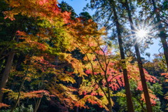 煌めく紅葉