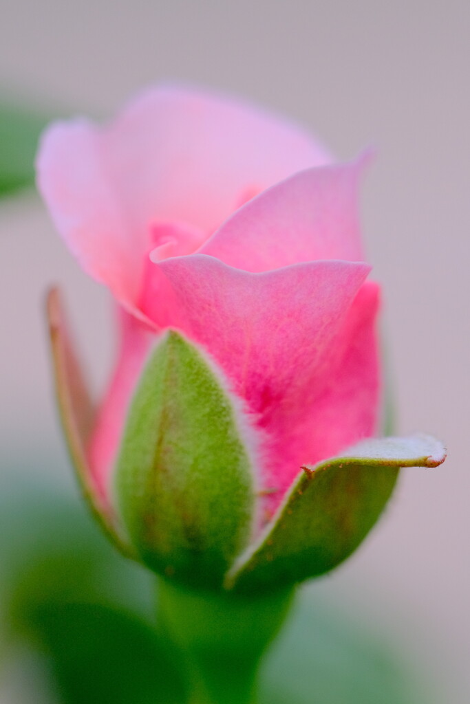 蕾