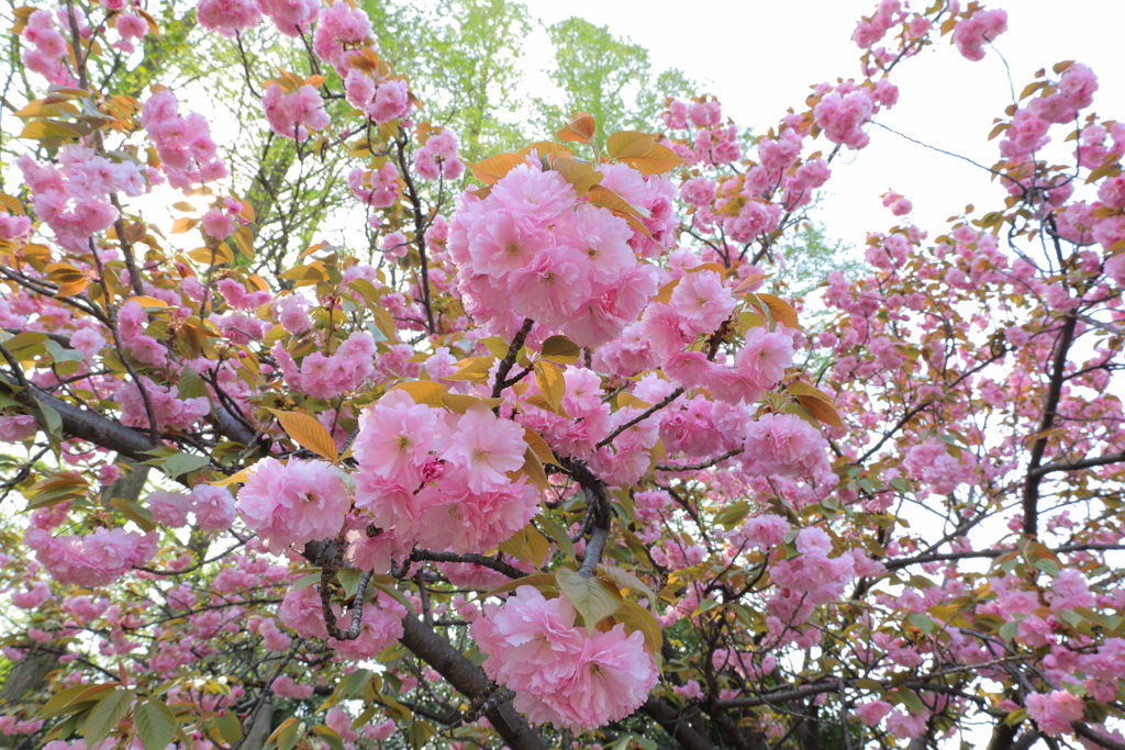 桜　降るように
