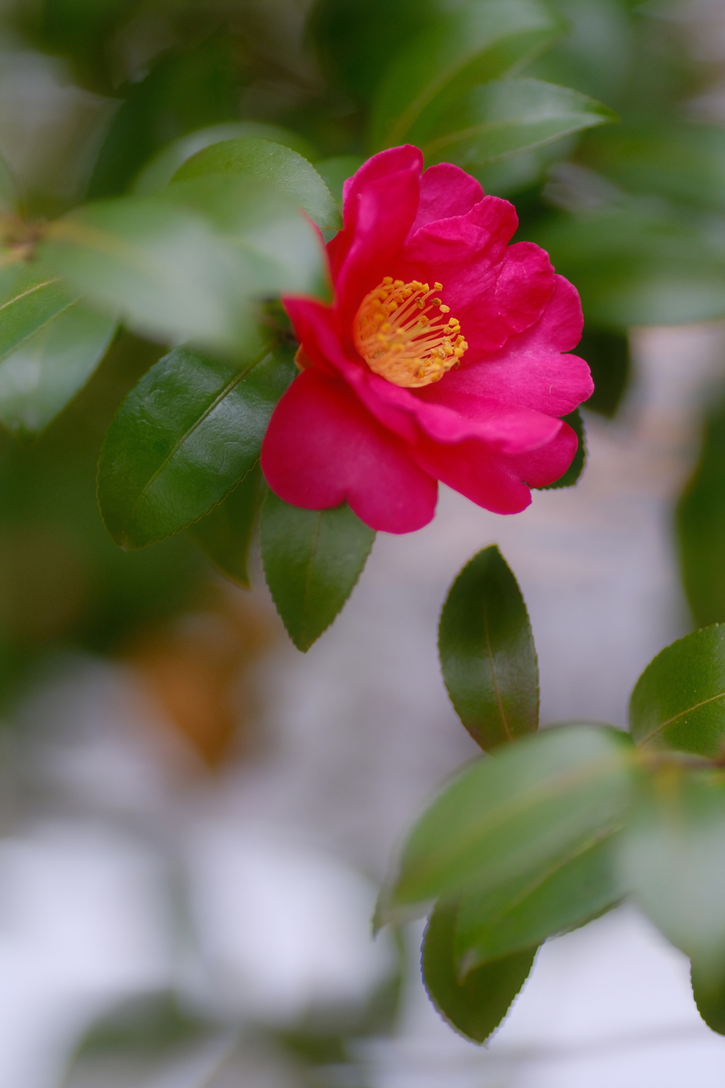 山茶花