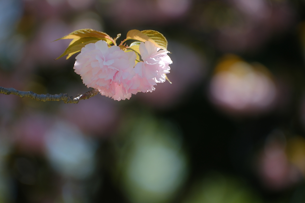 八重桜