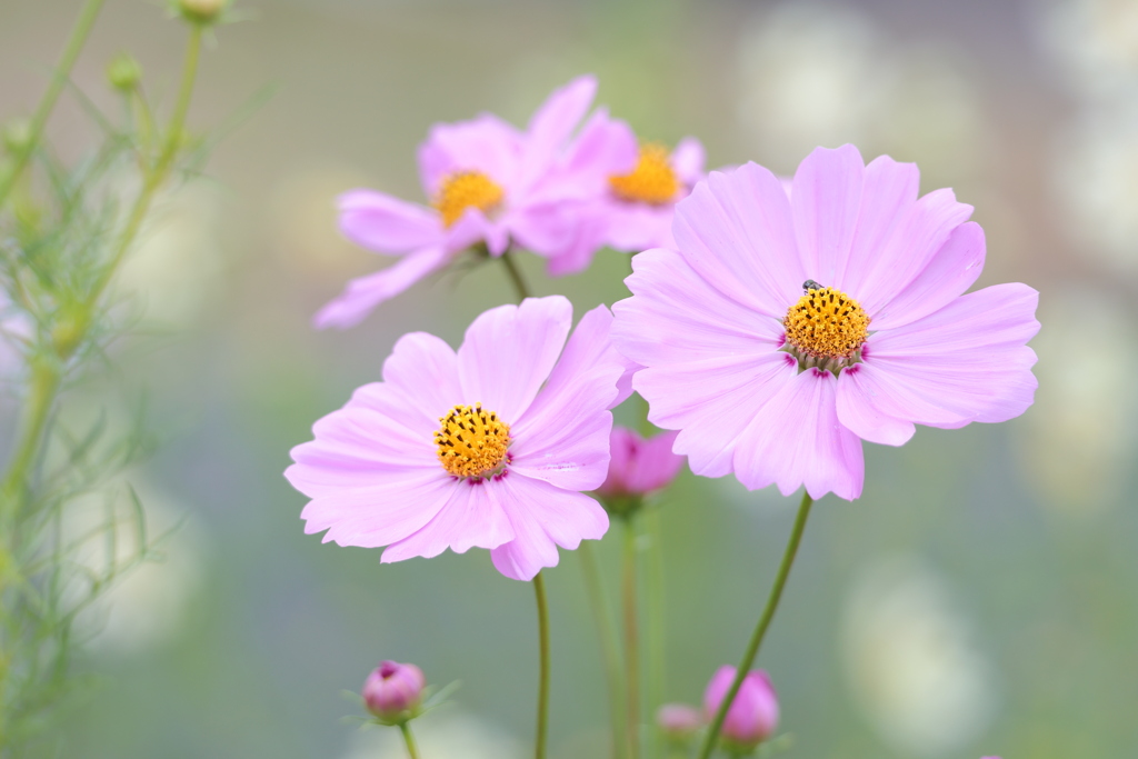 秋桜