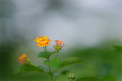 散歩道の花