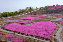 茶臼山高原　芝桜の丘