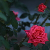 薔薇