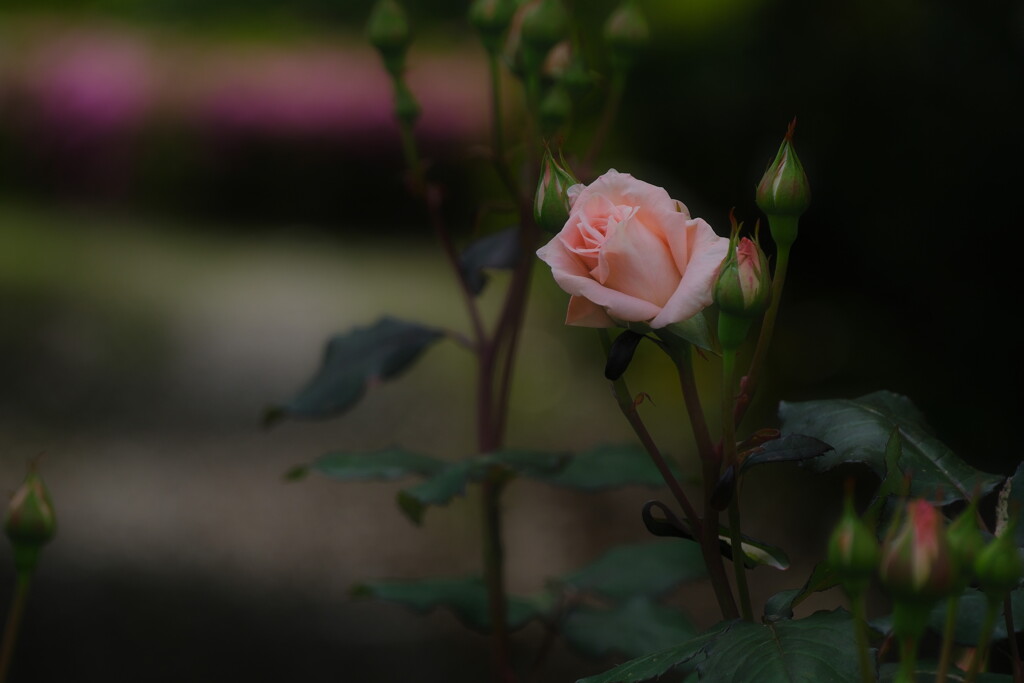 薔薇の季節