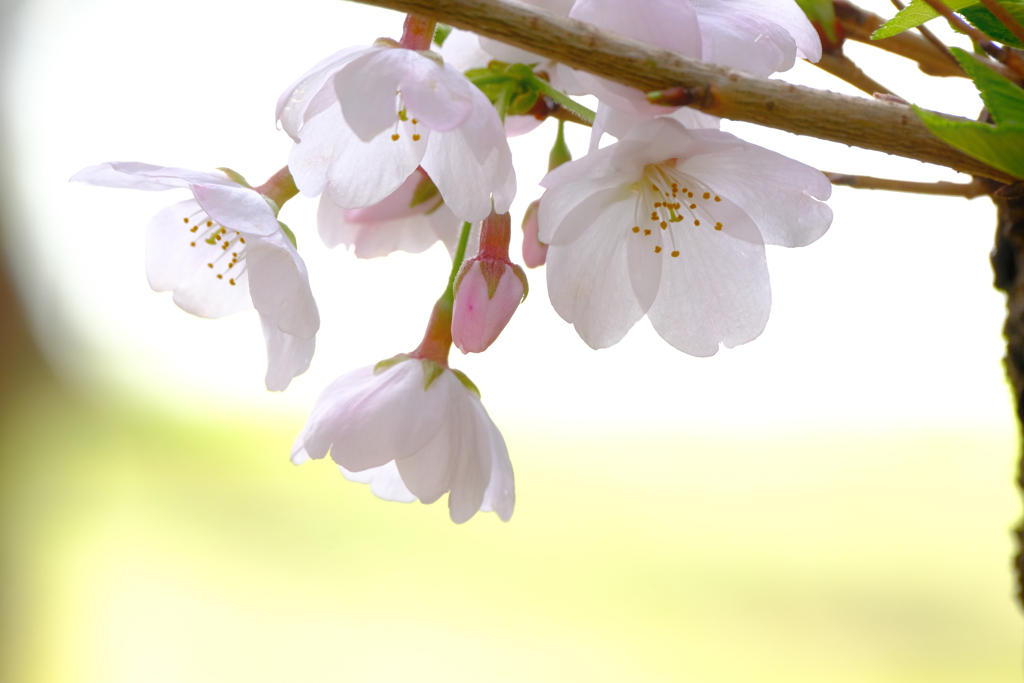 桜