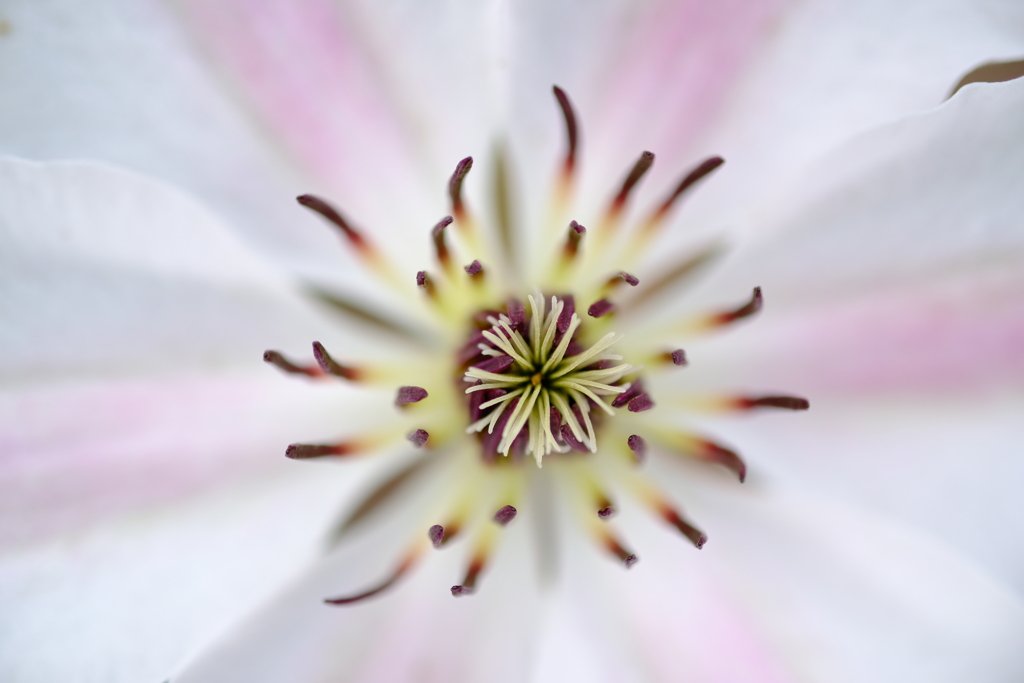 花芯