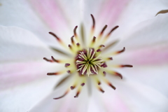 花芯