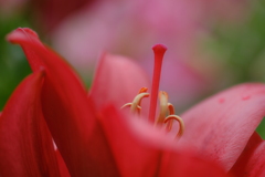 朱