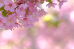 河津桜