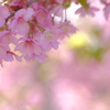 河津桜