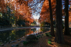 晩秋の公園