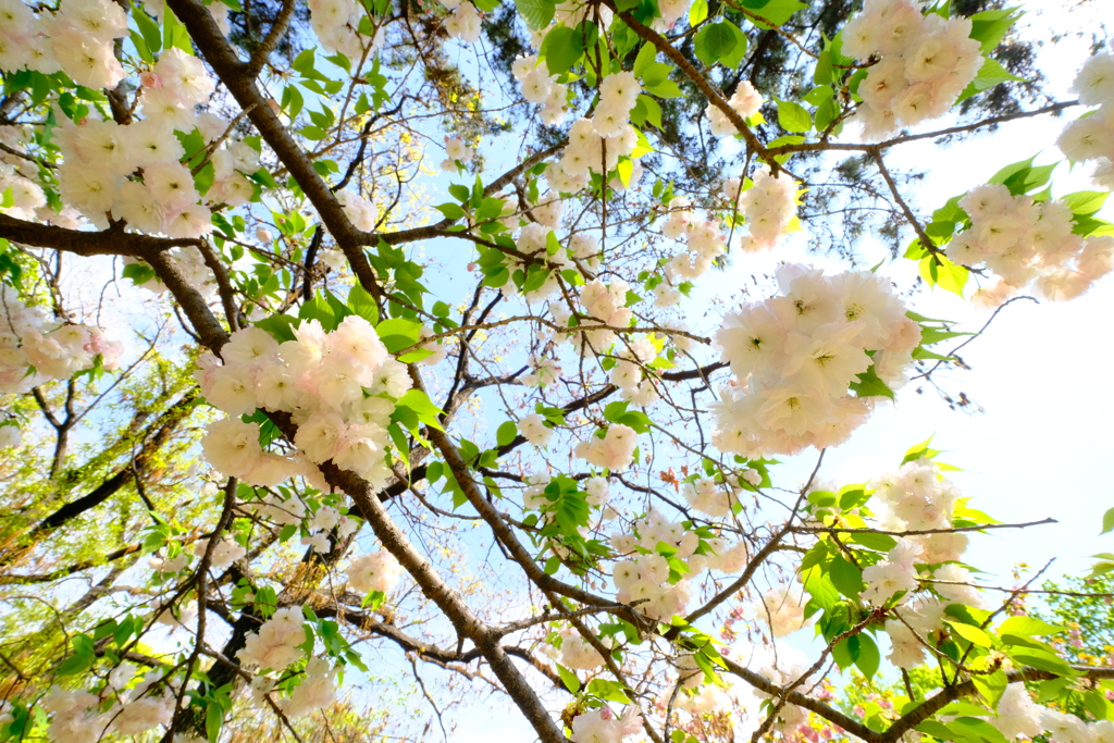 桜降る