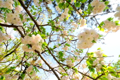 桜降る