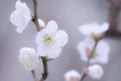 白梅