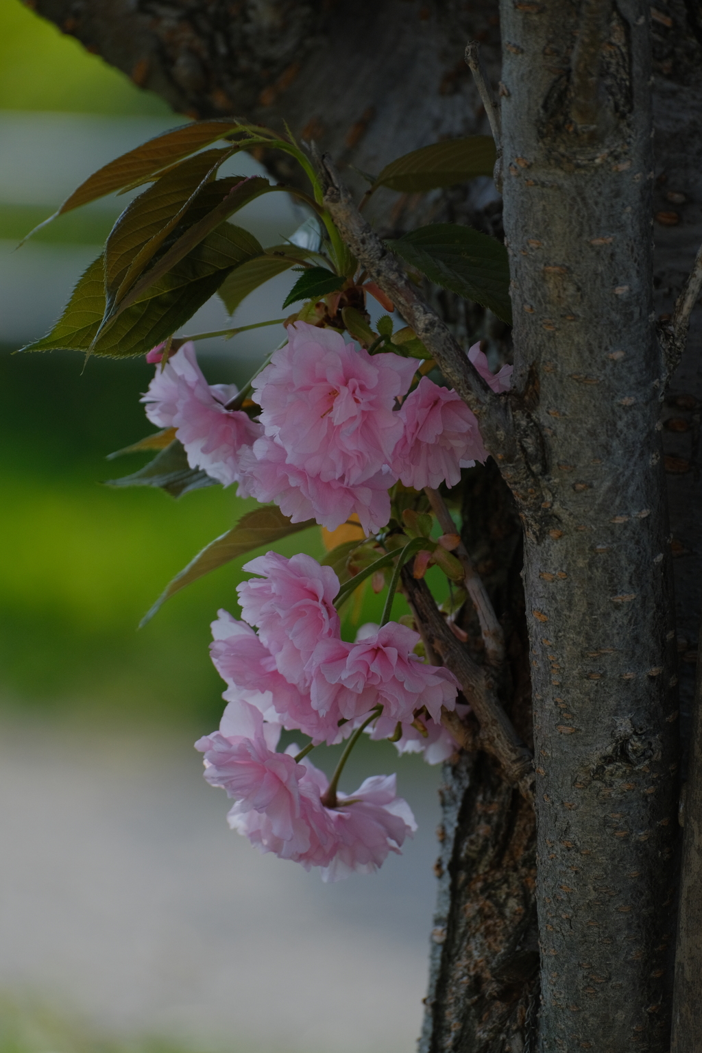 八重桜