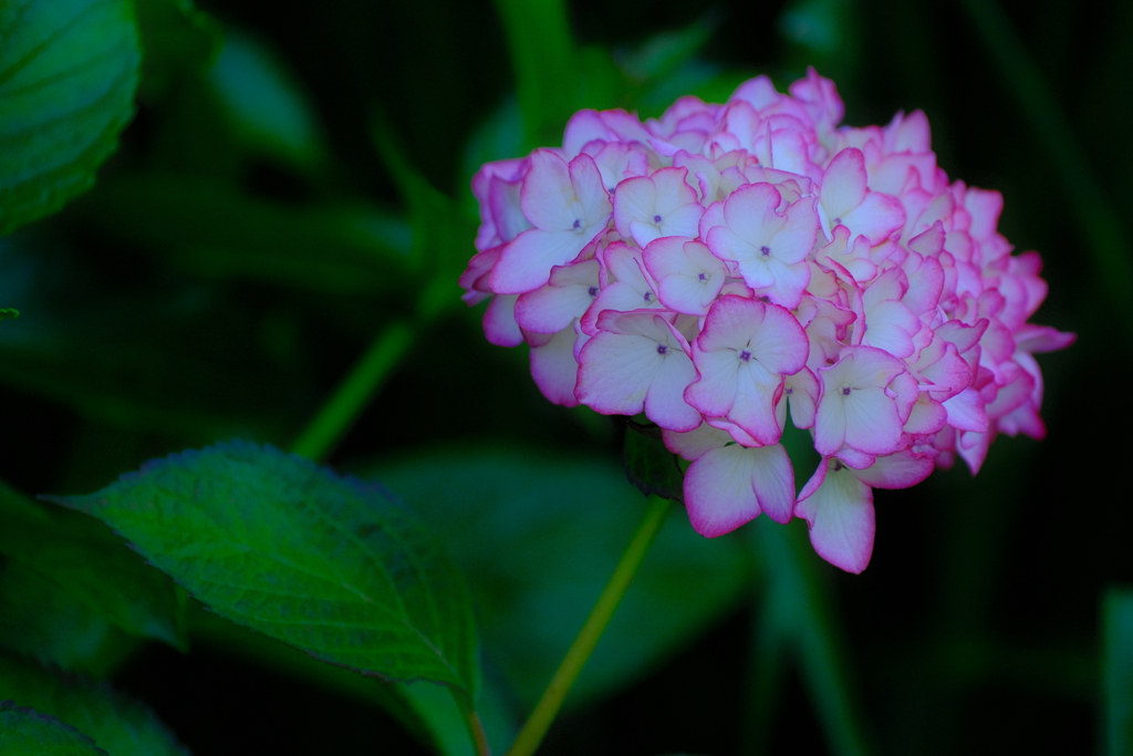 紫陽花