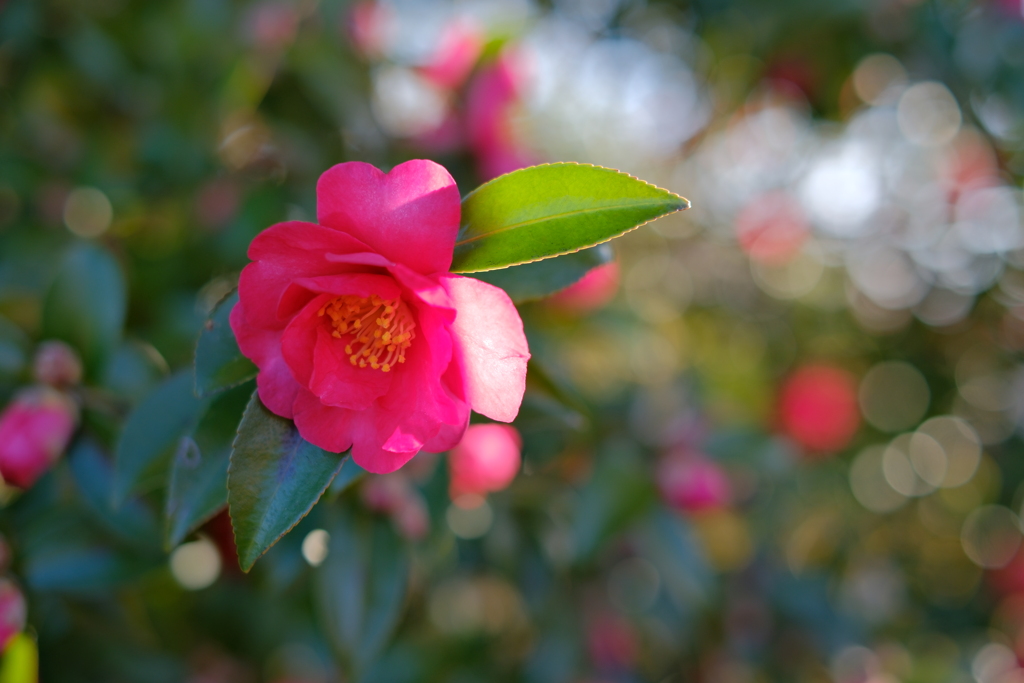 山茶花