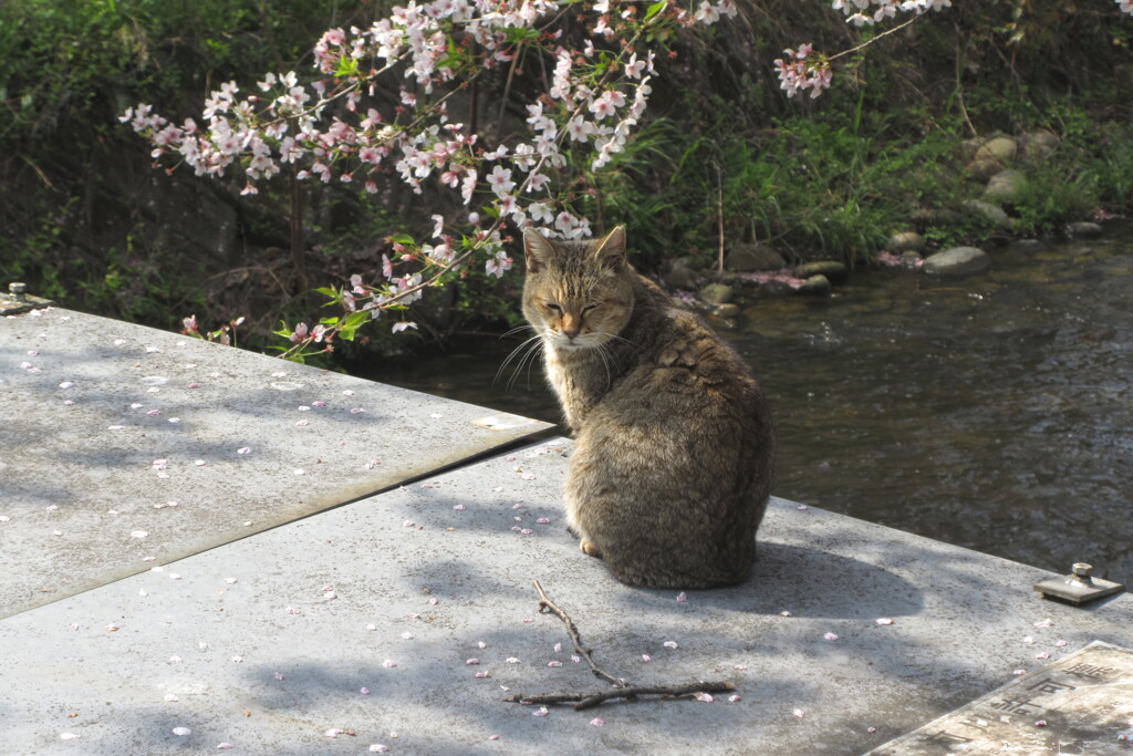 まったり