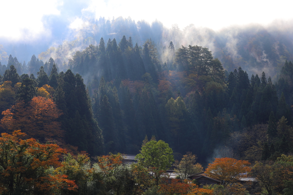 朝霧に朝陽射す