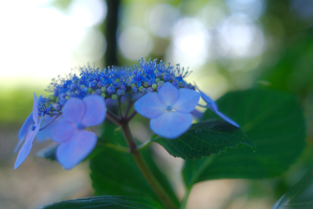 紫陽花
