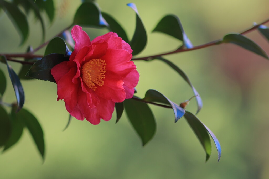 山茶花