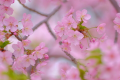 河津桜