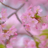 河津桜