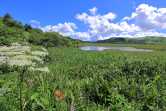 八島湿原　夏