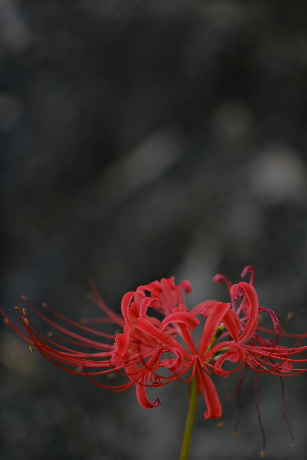 彼岸花