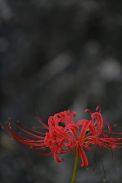 彼岸花
