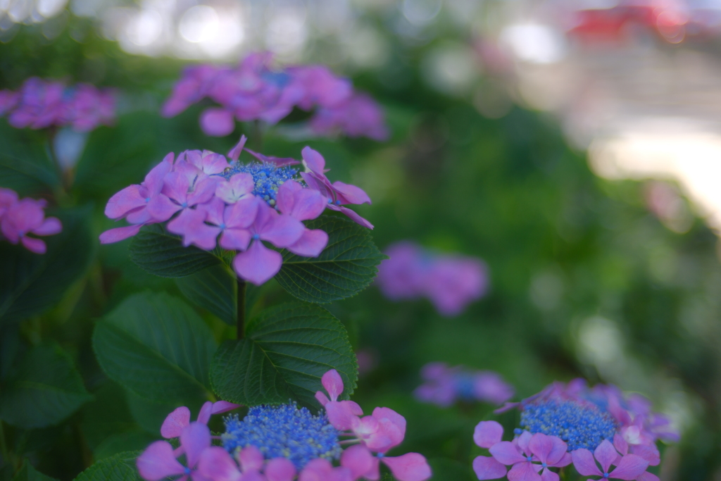 紫陽花